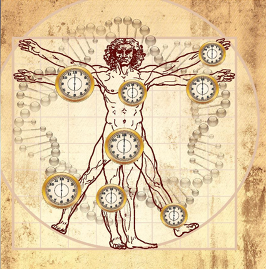  HorvathClockMan