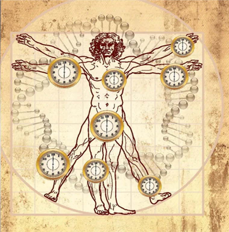 Vitruvian figure overlaid with clock faces on different tissues, illustrating that each tissue has its own epigenetic age